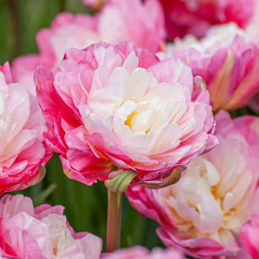 Tulip 'Double Sugar' // Pre-Order