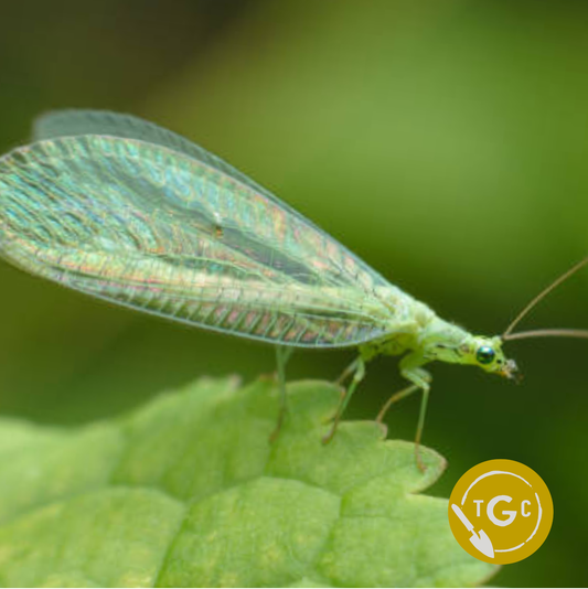 Green Lacewings