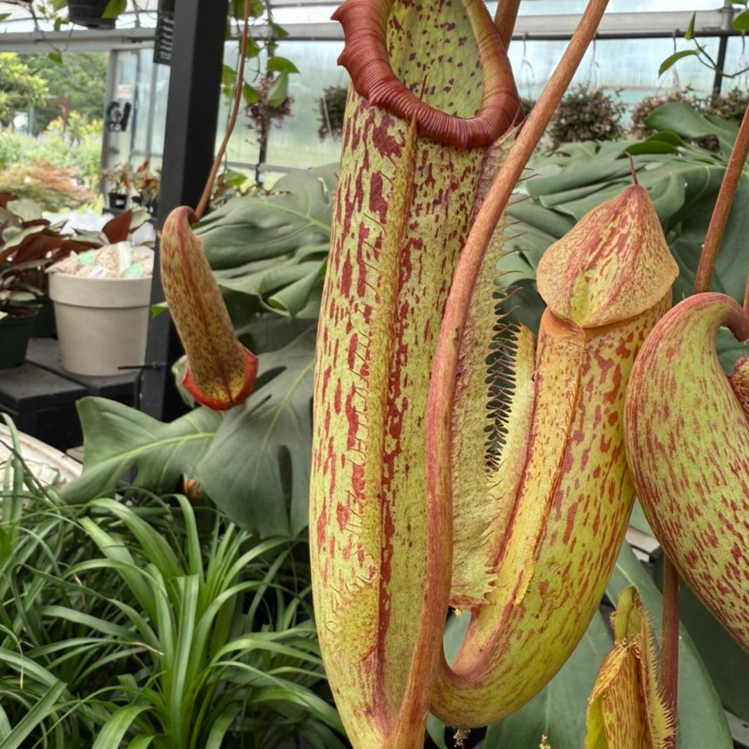 Nepenthes ‘Miranda’ Pitcher Plant