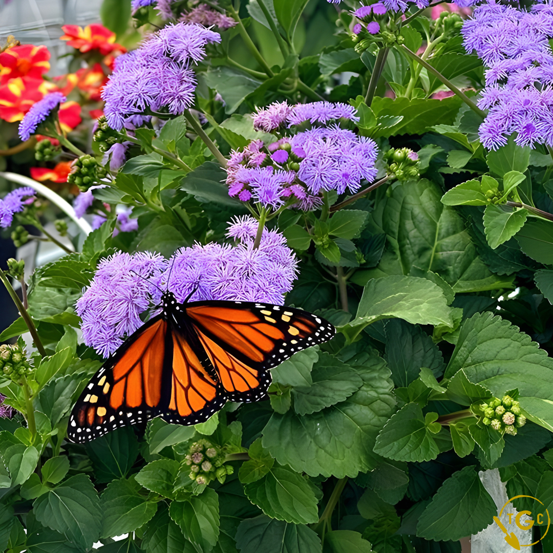 Ageratum 'Monarch Magic'