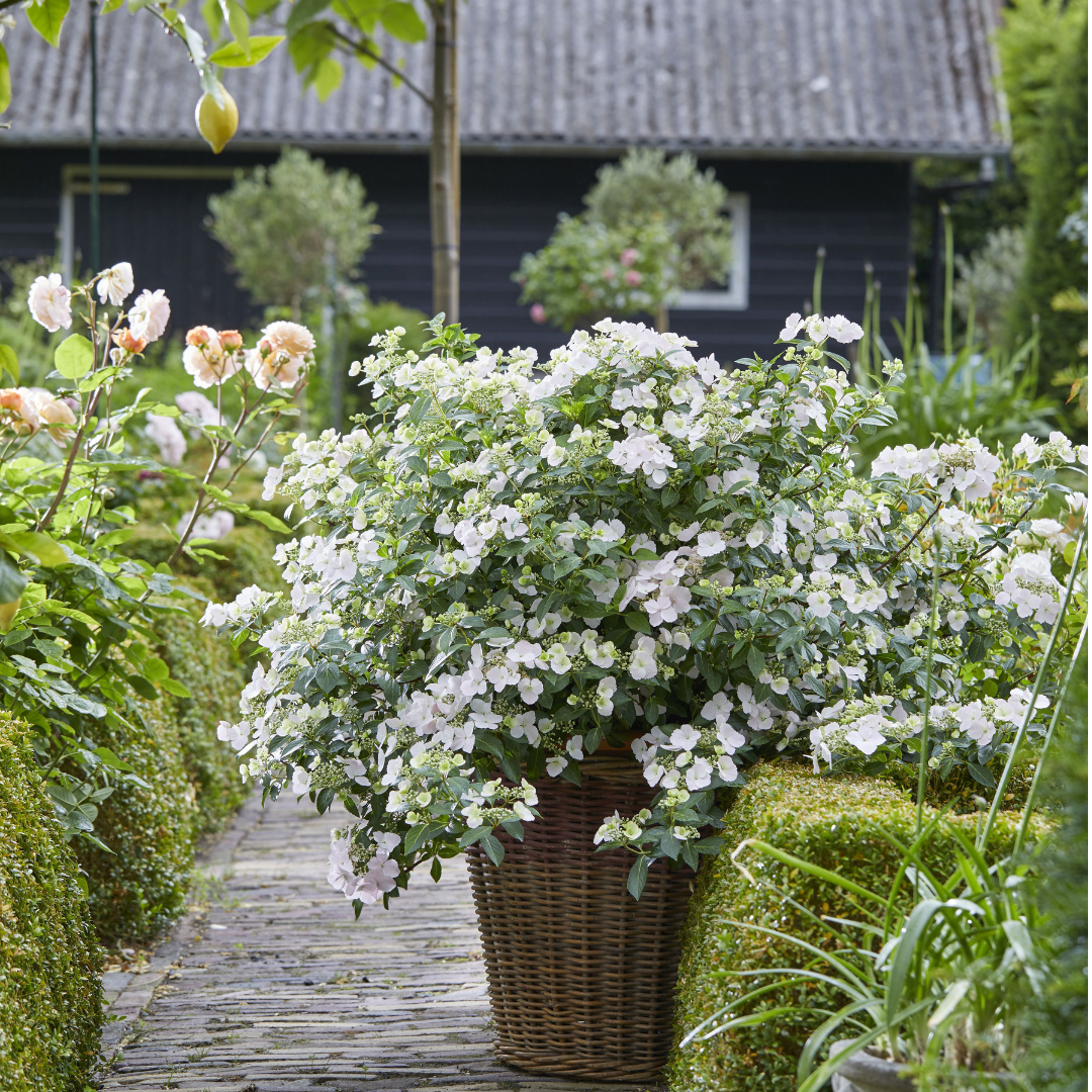 Fairytrail Bride® Cascade Hydrangea