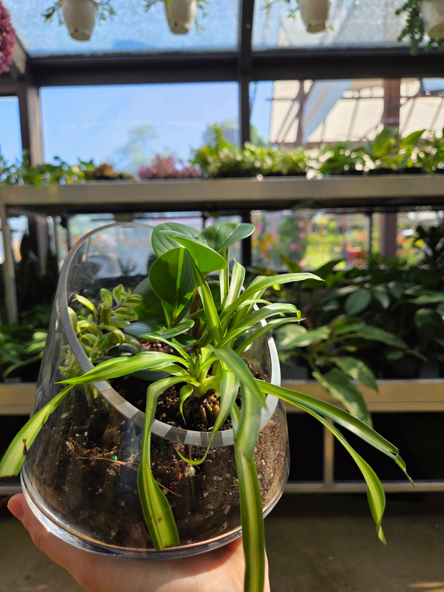 Terrarium Workshop: Foliage Plants