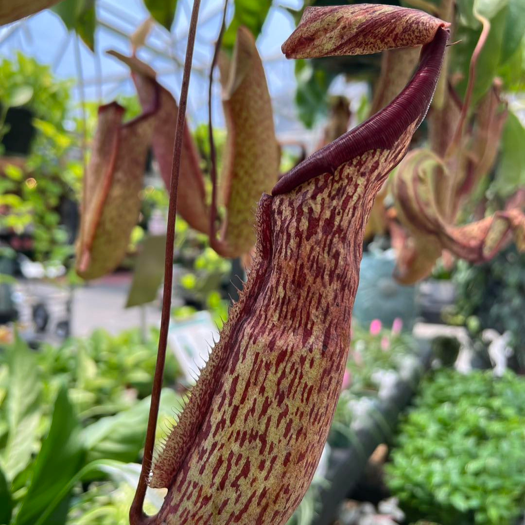 Nepenthes ‘Miranda’ Pitcher Plant