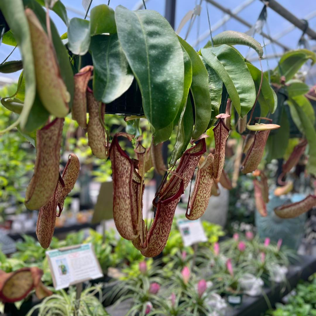 Nepenthes ‘Miranda’ Pitcher Plant