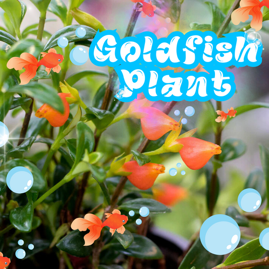 Nematanthis "Goldfish Plant"
