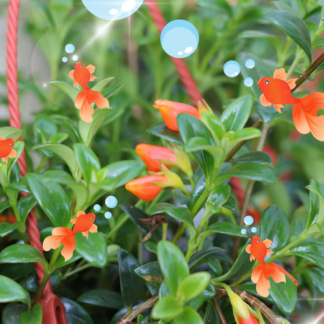Nematanthis "Goldfish Plant"
