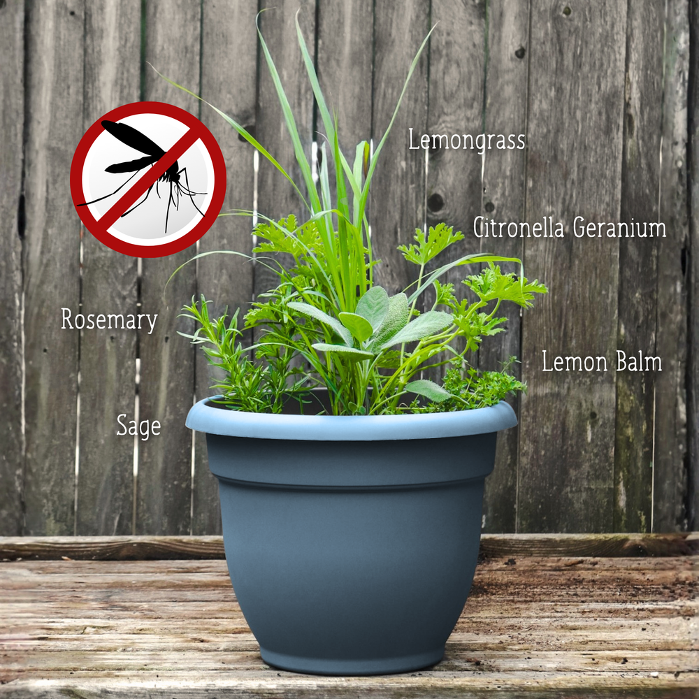 Mosquito Repellent Planter FRIDAY 7/17/26