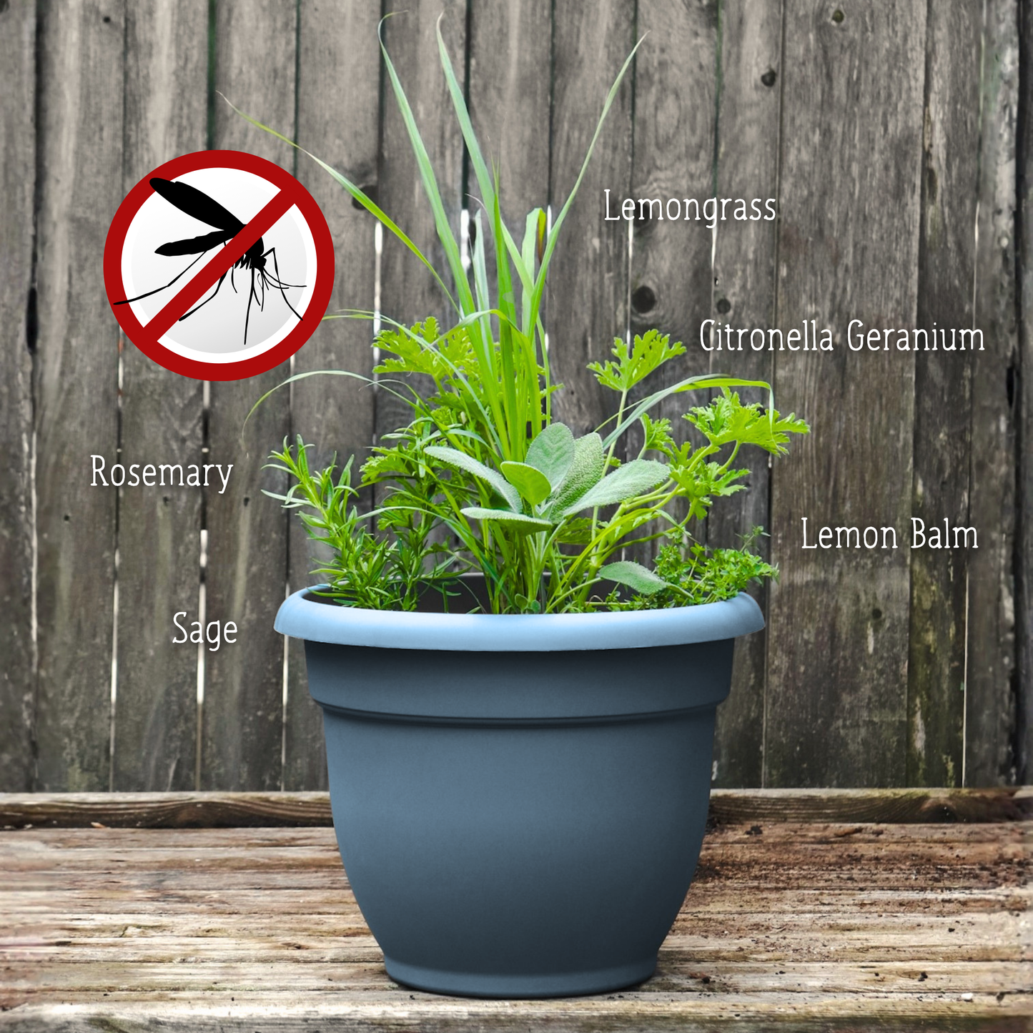 Mosquito Repellent Planter FRIDAY 7/17
