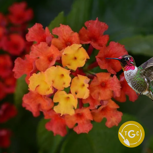 Lantana 'Bloomify Red'