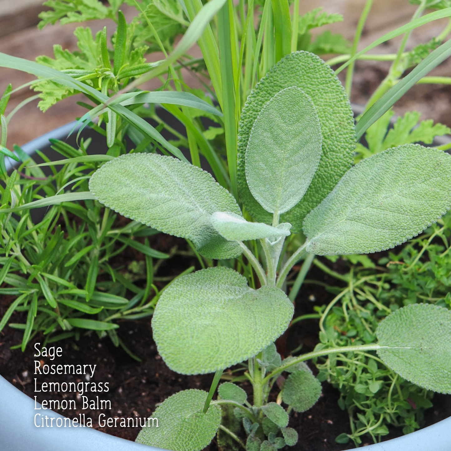 Mosquito Repellent Planter FRIDAY 7/17