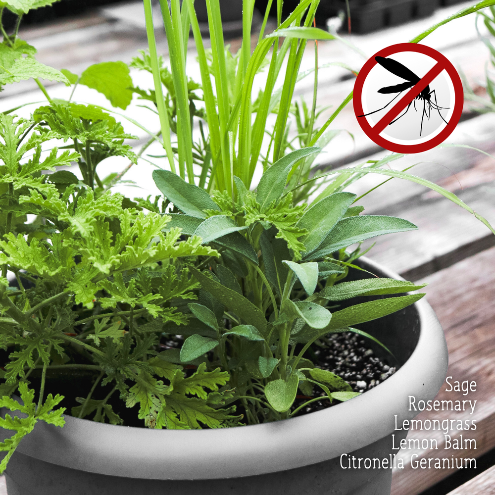 Mosquito Repellent Planter FRIDAY 7/17/26