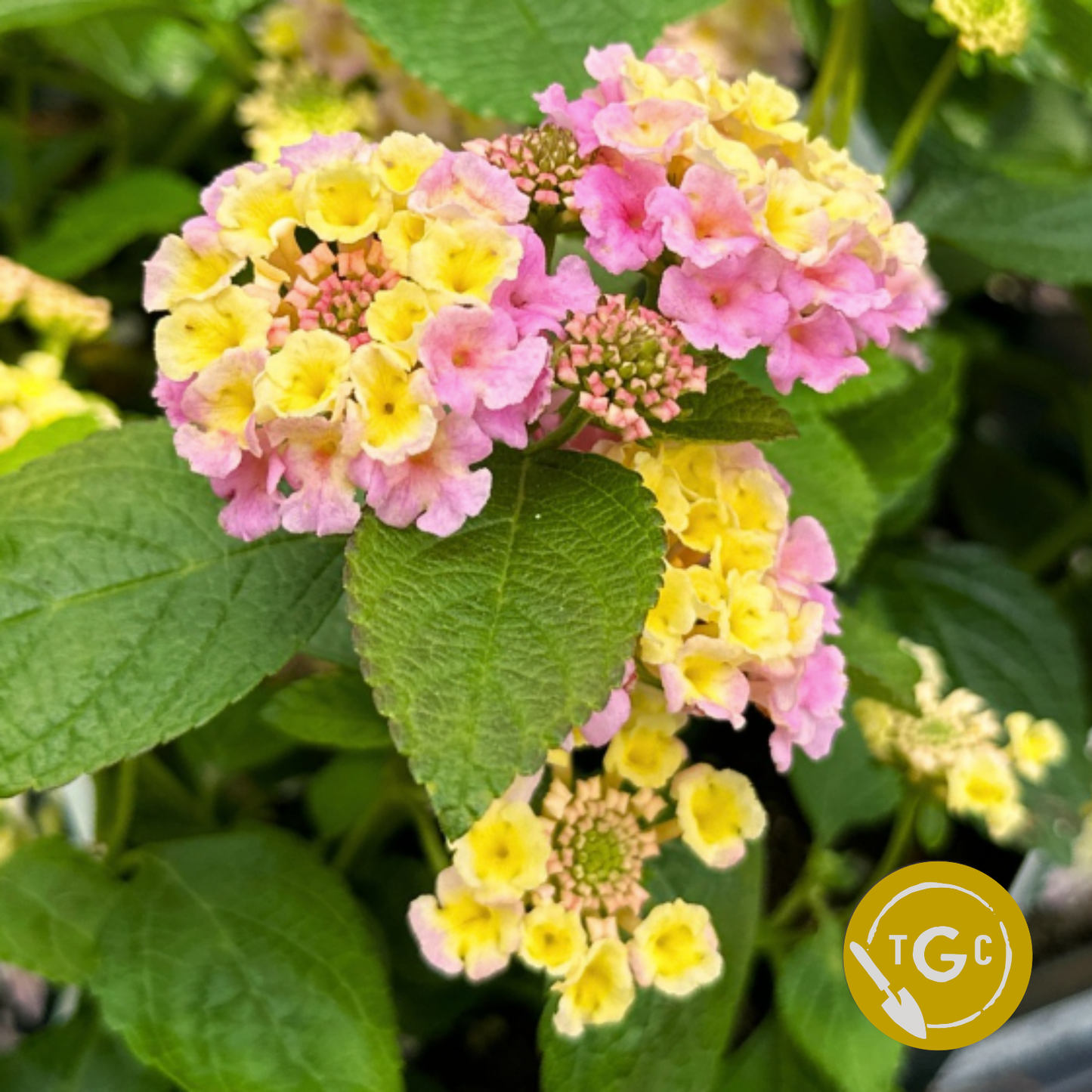 Lantana 'Bloomify Pink' (Closing 4/12 @ 11:59pm)