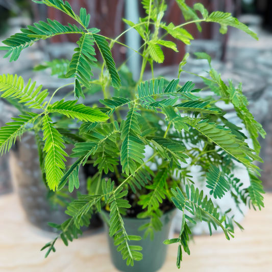 Mimosa "Sensitive Little Guy"