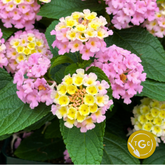 Lantana 'Bloomify Pink'