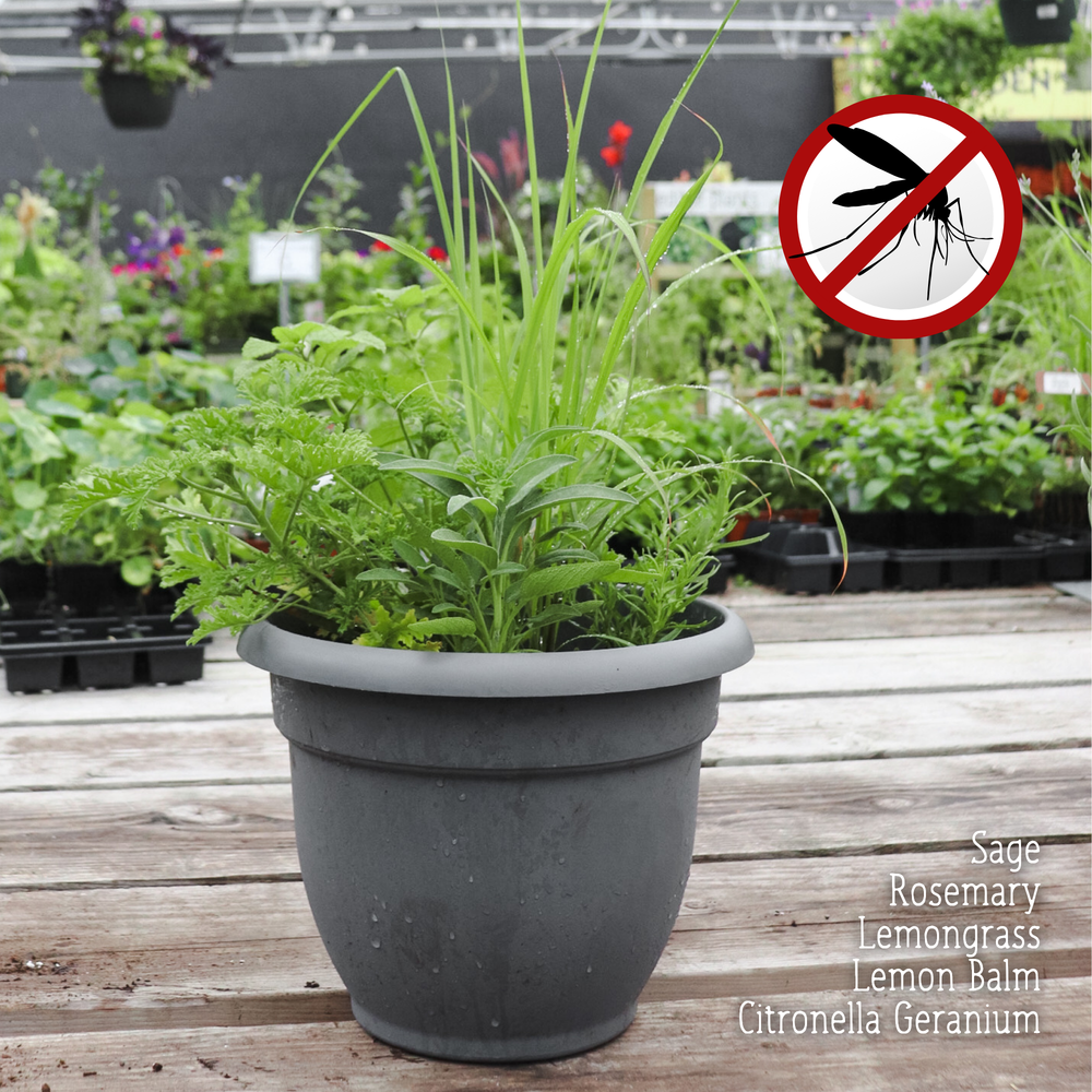 Mosquito Repellent Planter SATURDAY 7/18/26