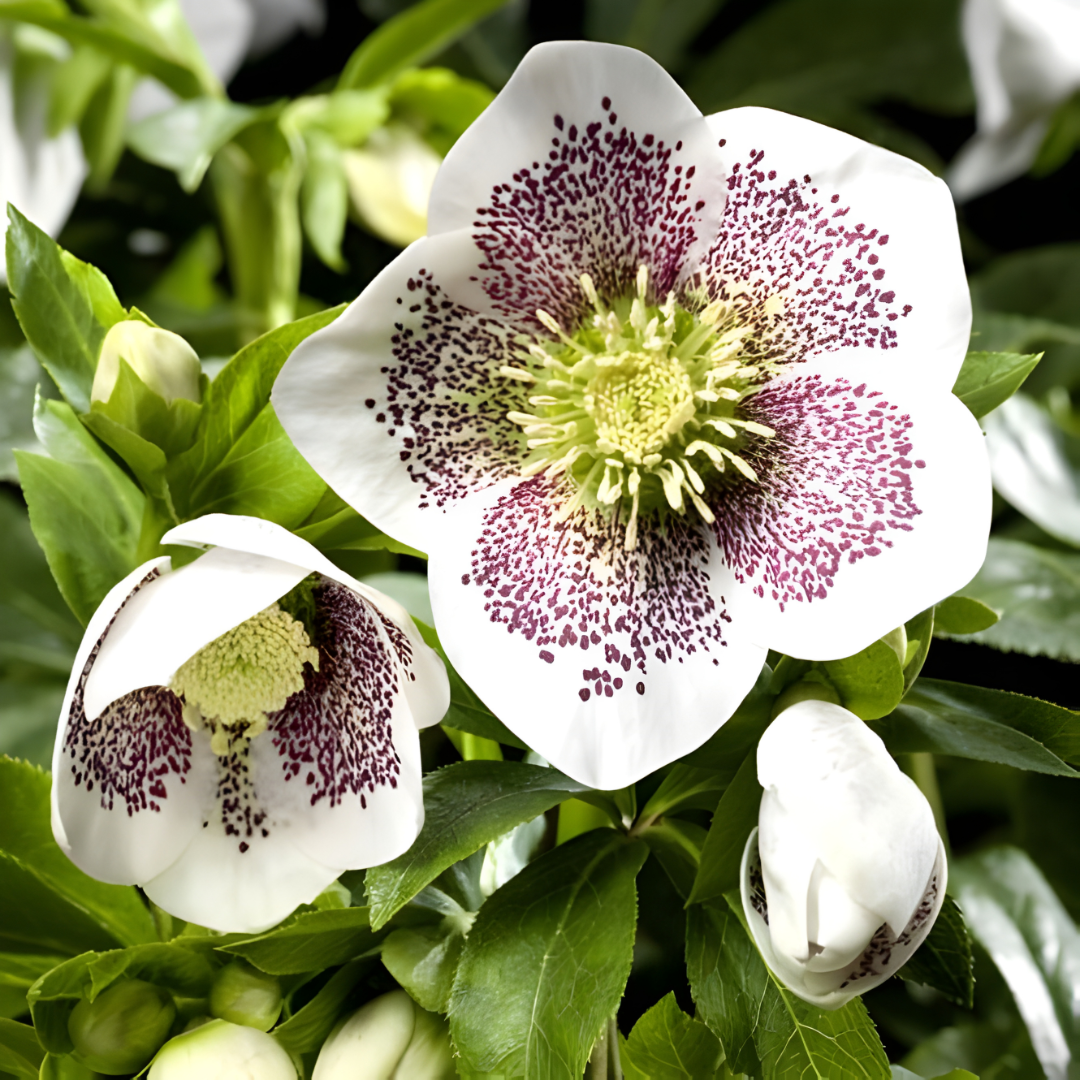 Hellebore Spring Promise 'Conny'