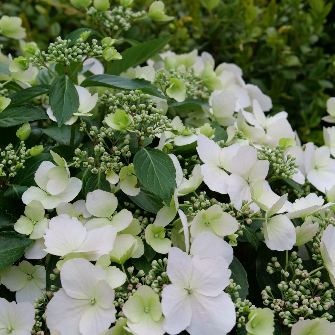 Fairytrail Bride® Cascade Hydrangea