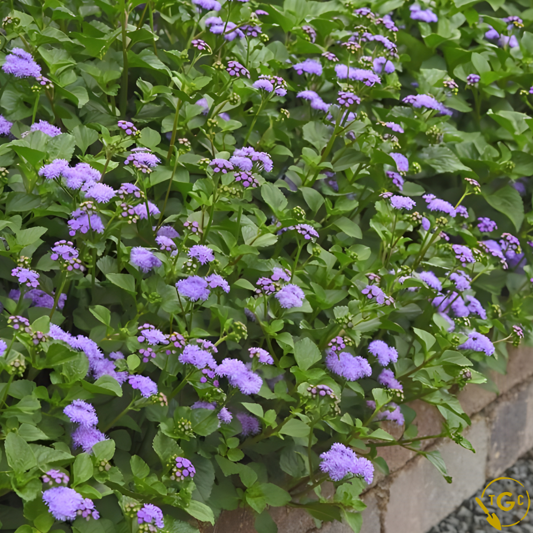 Ageratum 'Monarch Magic'
