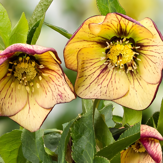 Hellebore Spring Promise 'Anja'