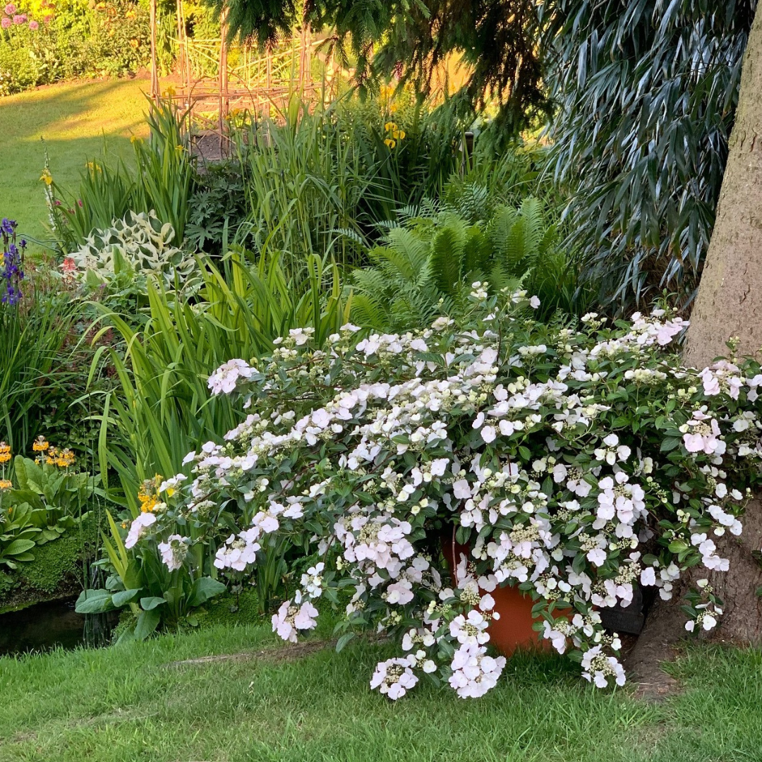 Fairytrail Bride® Cascade Hydrangea