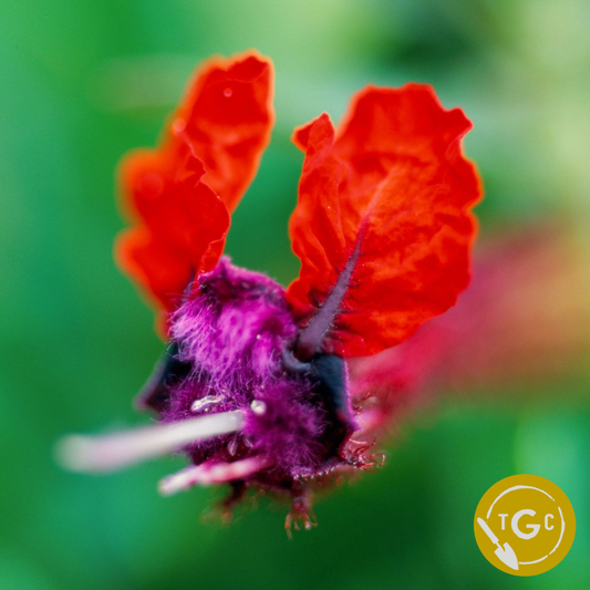 Cuphea Llavea / Bat Face Cuphea