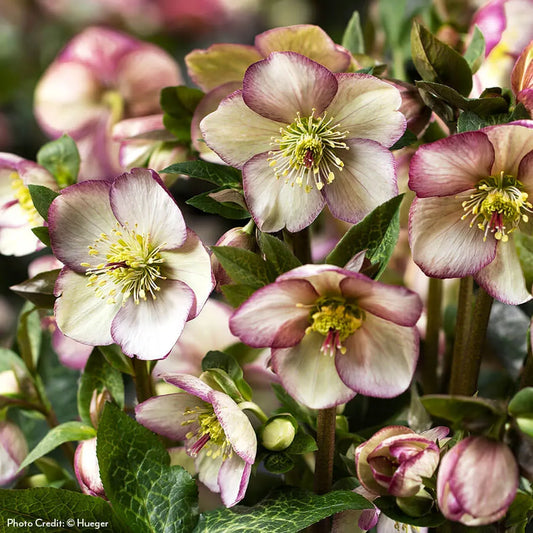 Hellebore 'Maddy Marble'