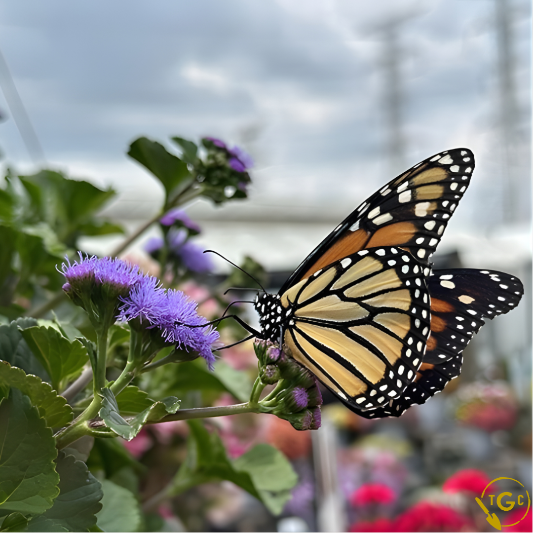 Ageratum 'Monarch Magic'