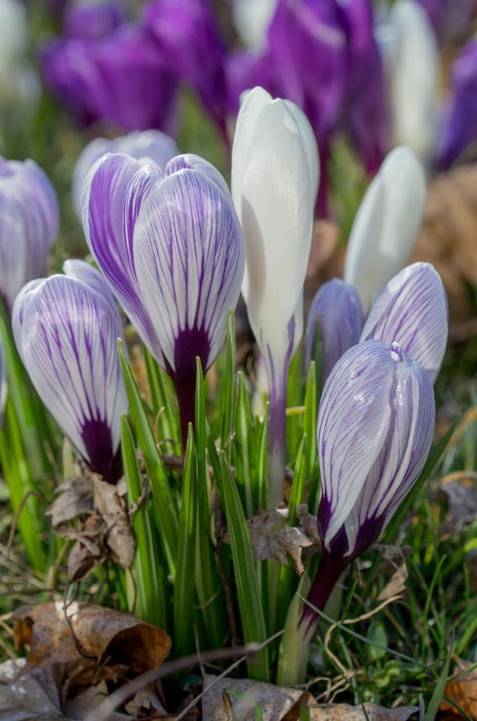 Crocus 'Hocus Crocus Blend' // Pre-Order