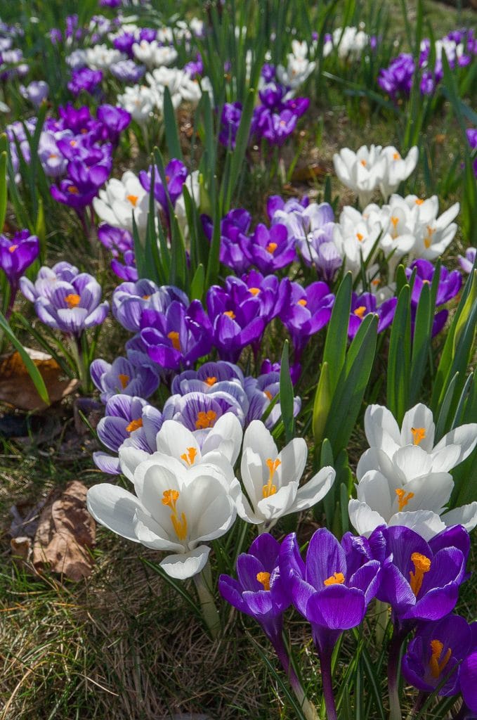 Crocus 'Hocus Crocus Blend' // Pre-Order