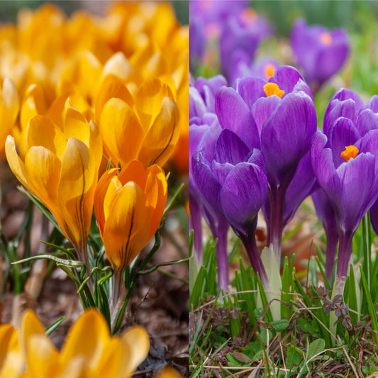 Crocus 'Crocreation' Blend // Pre-Order
