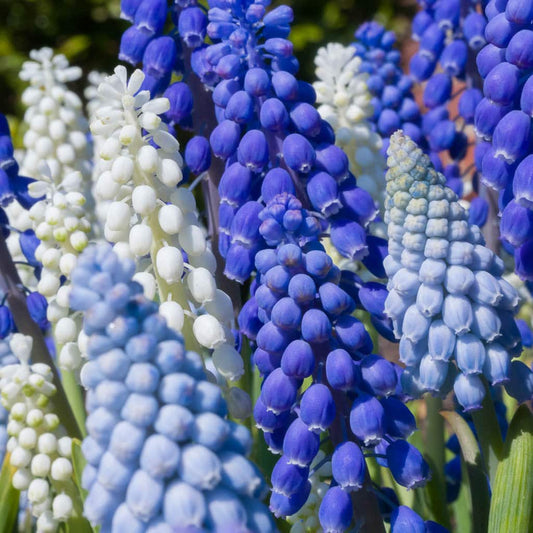 Muscari 'Cobalt Sea' // Pre-Order