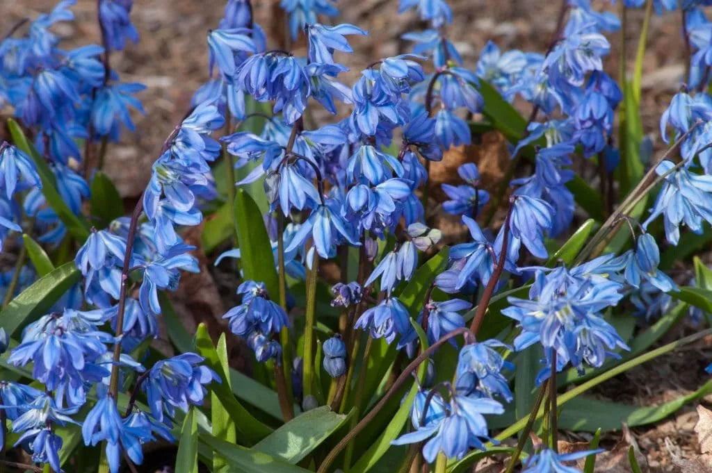 Scilla 'Blue' // Pre-Order