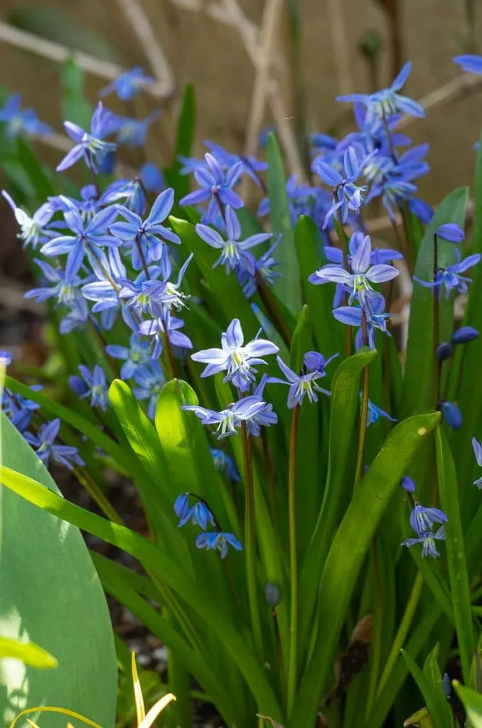 Scilla 'Blue' // Pre-Order