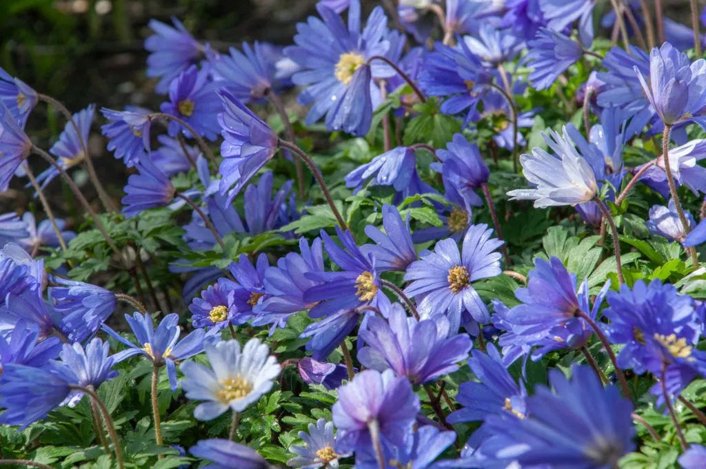 Anemone 'Blue Shades' // Pre-Order
