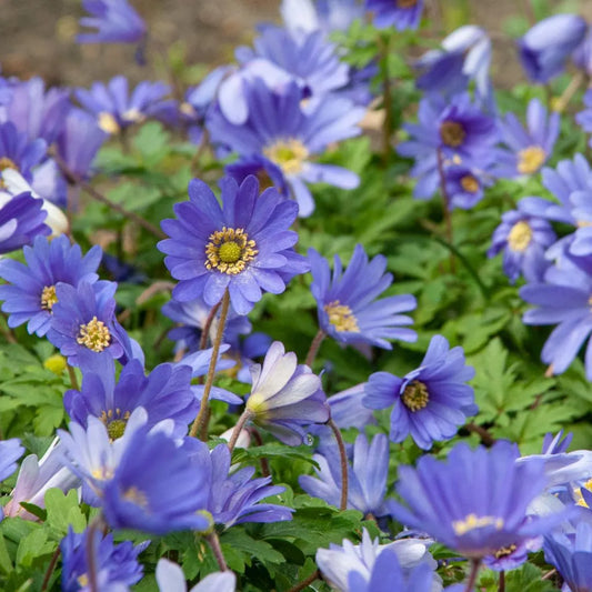 Anemone 'Blue Shades' // Pre-Order