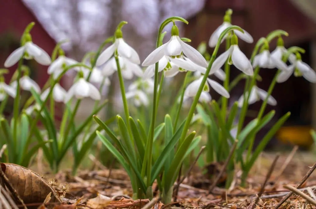 Galanthus 'Snowdrops' // Pre-Order