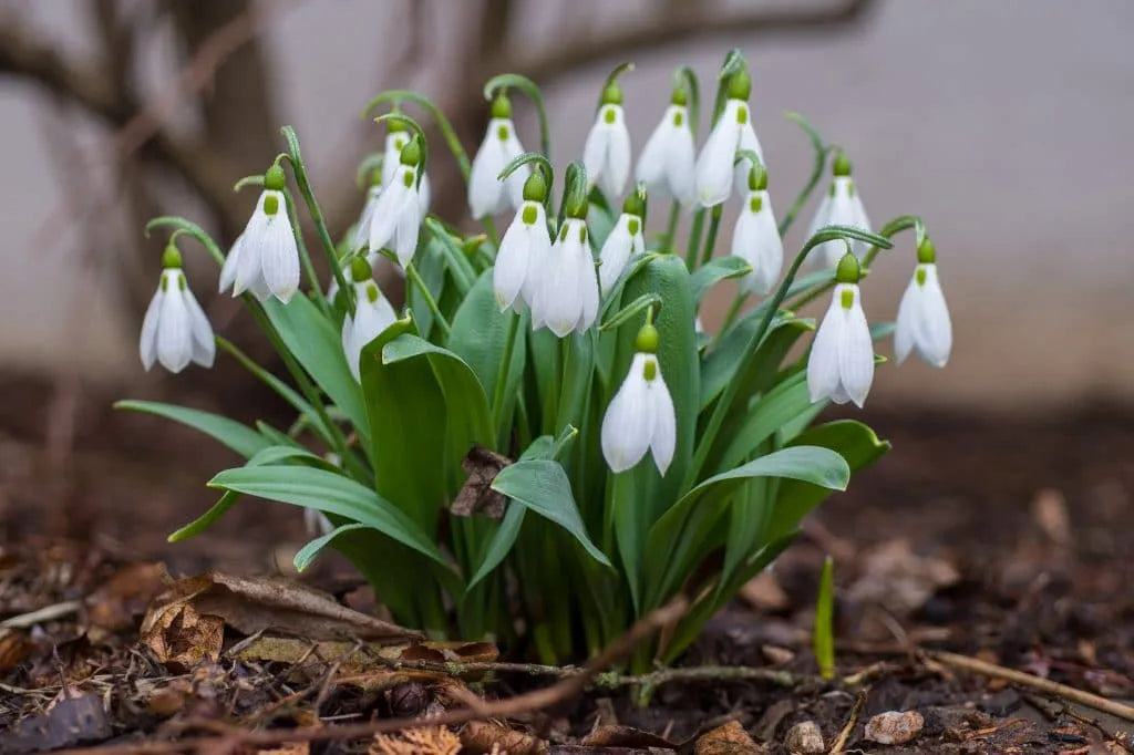 Galanthus 'Snowdrops' // Pre-Order