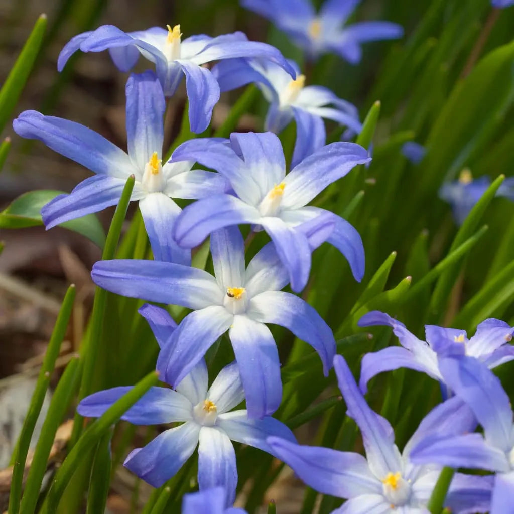 Chionodoxa 'Glory Of The Snow' // Pre-Order