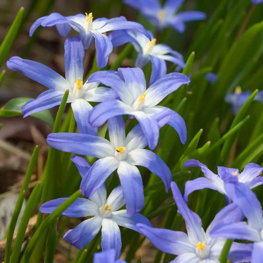 Chionodoxa 'Glory Of The Snow' // Pre-Order
