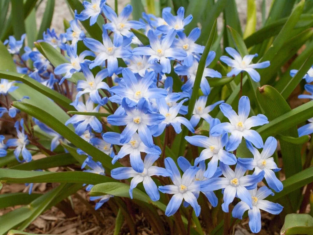 Chionodoxa 'Glory Of The Snow' // Pre-Order