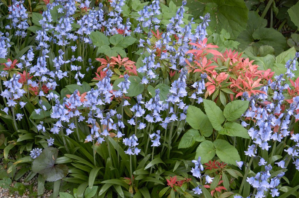 Spanish Bluebells // Pre-Order