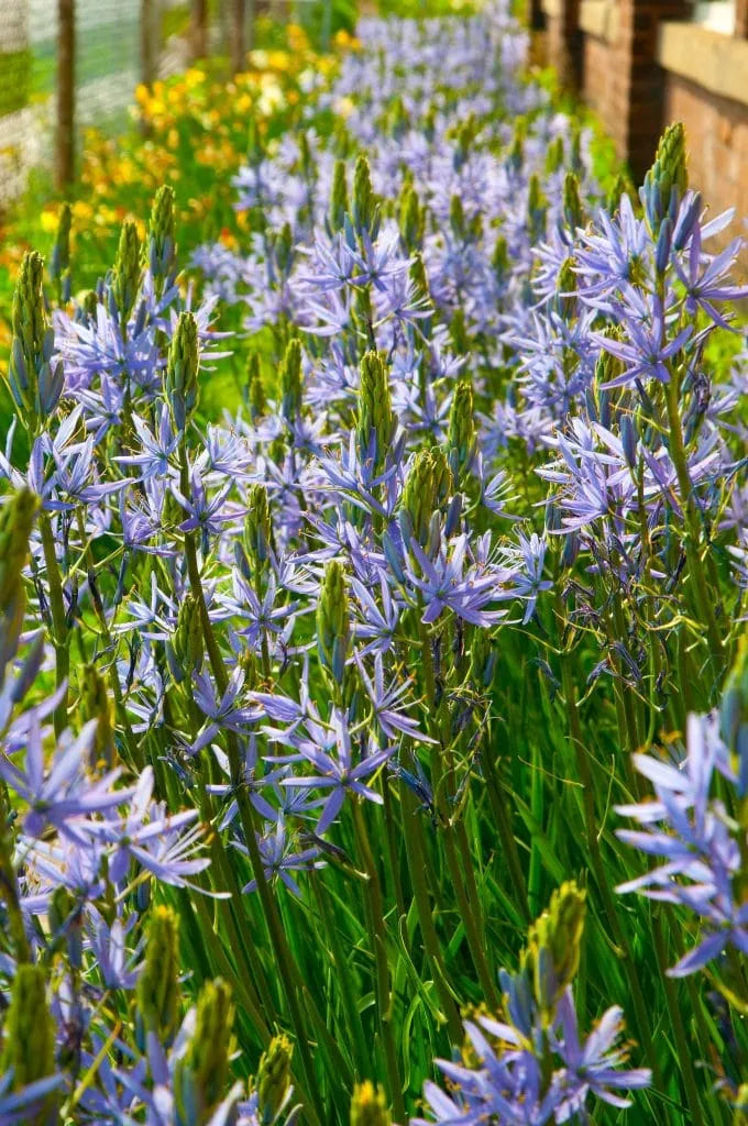 Camassia 'Caerulea' // Pre-Order