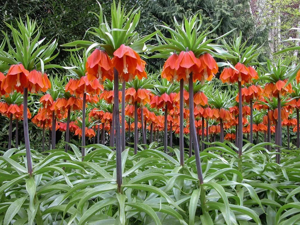 Fritillaria 'Rubra Maxima' // Pre-Order