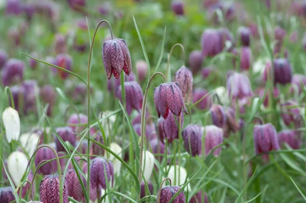 Fritillaria 'Snake Head' // Pre-Order