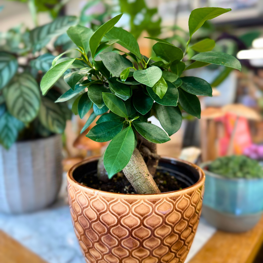 'Ficus Microcarpa'