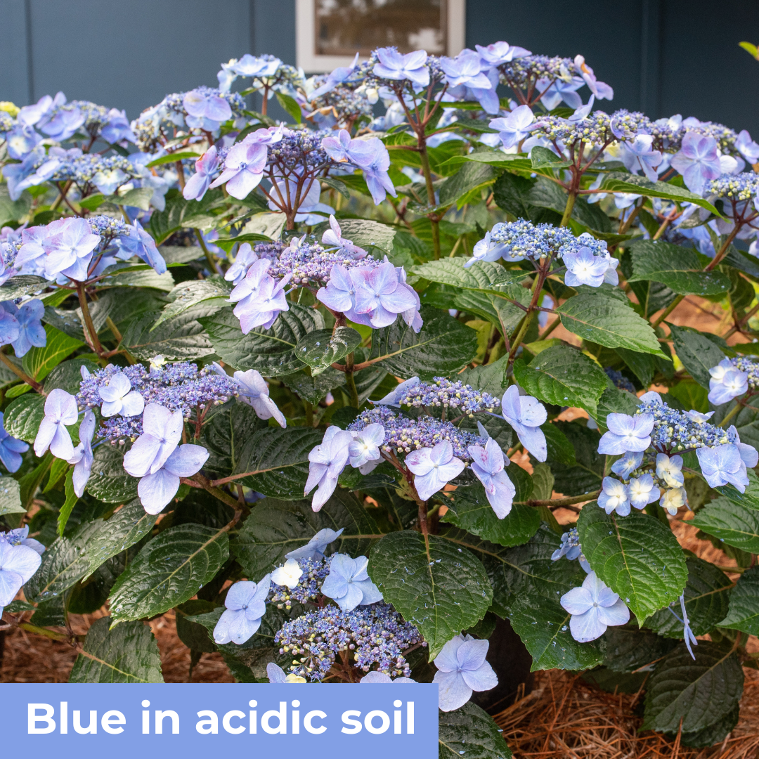 Endless Summer® Pop Star® Hydrangea