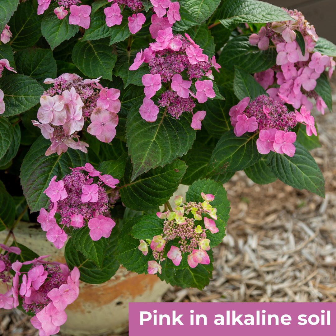 Endless Summer® Pop Star® Hydrangea