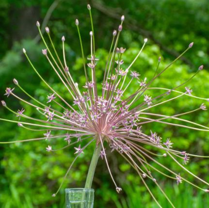 Allium 'Schubertii'
