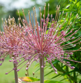 Allium 'Schubertii'