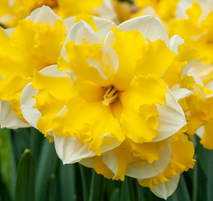Daffodil Banana Splash